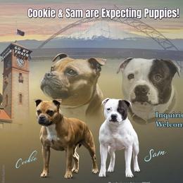 Staffordshire Bull Terrier puppies from Stumptown Staffordshire Bull Terriers