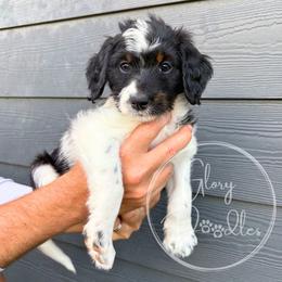 Teal - Tri-color female Bernedoodle puppy in Rockwall, Texas from Glory Doodles
