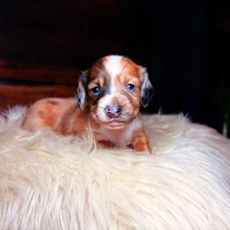 Arabella - Dapple female Dachshund puppy in Washburn, Tennessee from Clinch Mountain Dachshunds