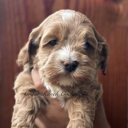 Girl 1 - female Cockapoo puppy in Waco, Texas from Cedar Ranch