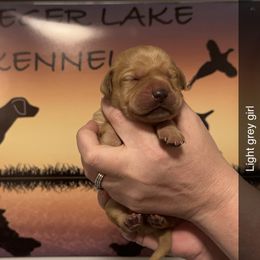 2nd Pick Female - Labrador Retriever puppy in Moses Lake, Washington from Kreger Lake Kennels