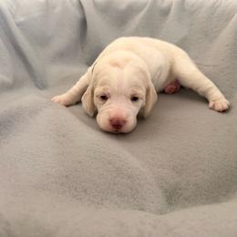 Yellow collar- girl- Honey - Red and white female Beagle puppy in Las Vegas, Nevada from Hound Kings