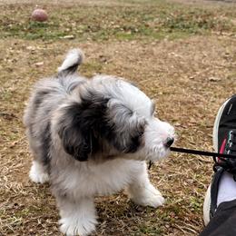 Aussiedoodle Puppies from Triple Creek Aussies and Doodles