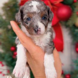 Perl - Merle female Bernedoodle puppy in West Jordan, Utah from Doodles Friend