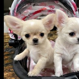 Chihuahua Puppies from Bijou Chihuahua’s
