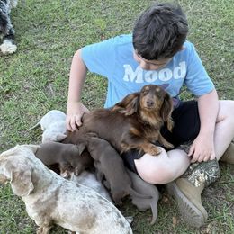 Dachshund puppies from Vera Ruth Farms