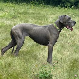 Hazel - Great Dane