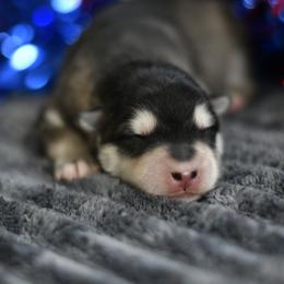 Willow - Seal and white female Alaskan Malamute puppy in Kingston, Tennessee from North Shore Alaskan Malamutes