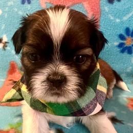 Trevor - Gold and white male Shih Tzu puppy in Hemet, California from Aloha Shih Tzu