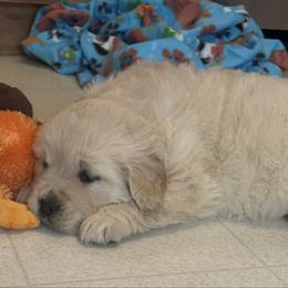 Maddie - Light golden female Golden Retriever puppy in Grant County, Indiana from On The Sunny Side Pavey Farms