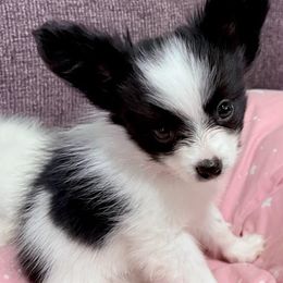 Boy 1 - male Papillon puppy in Tulsa, Oklahoma from Peppy Papillons, LLC
