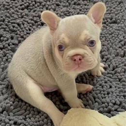 Almond Joy - Tricolors male French Bulldog puppy in Boyne City, Michigan from Gichigami French Bulldogs