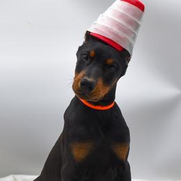 Orange collar male - Black and rust male Doberman Pinscher puppy in Lafayette, Louisiana from Indah Lux Dobermans