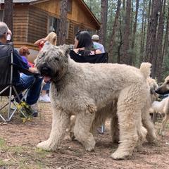 Bouvier des Flandres Puppies from Desert Diamonds Bouviers