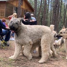 Bouvier des Flandres Puppies from Desert Diamonds Bouviers
