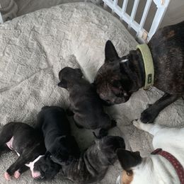 French Bulldog Puppies from Luna and London’s Puppies