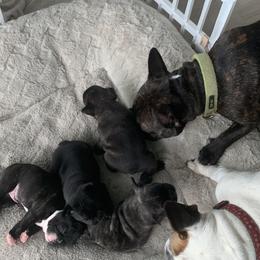 French Bulldog Puppies from Luna and London’s Puppies