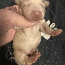 Boy 1 - Cream male Dachshund puppy in Wisconsin from Sabe and Shabe’s Doxies