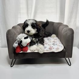 Marcia Green Collar Female - Sable female Bernedoodle puppy in Peoria, Arizona from Wroth's Pawsibilities