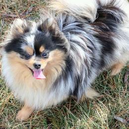 Pixie - Pomeranian