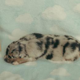 Apollo - Blue merle male Australian Shepherd puppy in Cotati, California from Tried and True Aussies