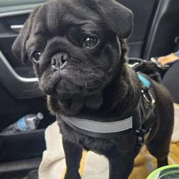 Zulu - Pug