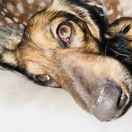 Stella - Dachshund