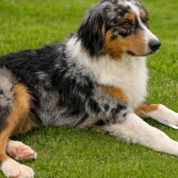 Miniature Australian Shepherds from SOCAL AUSSIES