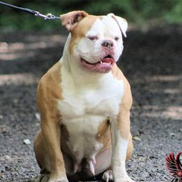 Bailey - American Bulldog