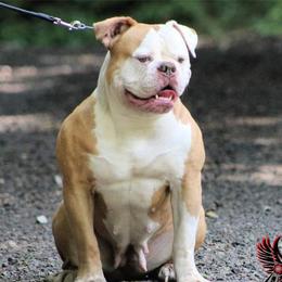 Bailey - American Bulldog