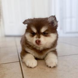 Patches - Red and white female Pomsky puppy in Orange County, California from Pomsky Playpen