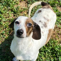 Maggie - Dachshund