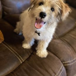 Benny - Russell Terrier