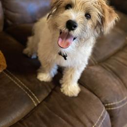 Benny - Russell Terrier