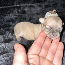 Holly - Black sabled fawn female Chihuahua puppy in Palmyra, Indiana from Country Star Chihuahuas