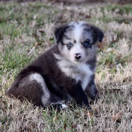 Crockett - Blue merle male Miniature Australian Shepherd puppy in Evant, Texas from Lazy VT Bar Ranch