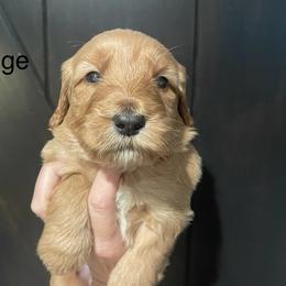 Orange - Apricot female Goldendoodle puppy in Medina, Ohio from Farmer Doodles
