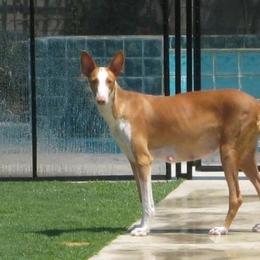 Ibizan Hound Puppies from Someday Ibizans
