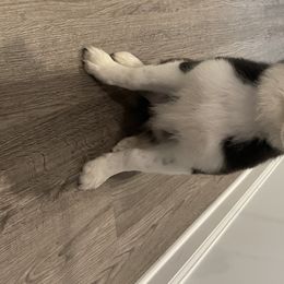 Magnolia May - Australian Shepherd puppy in St. Augustine, Florida from Ancient City Aussies