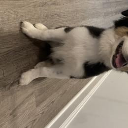 Magnolia May - Australian Shepherd puppy in St. Augustine, Florida from Ancient City Aussies