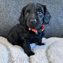 Juliet - Black female Dachshund puppy in Ocala, Florida from Weenie Boops
