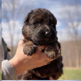 Azalea - Black and red female German Shepherd puppy in Lexington, Virginia from Stahlhaus ( Previously Buffelbach Farmstead Shepherds)
