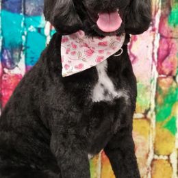 Portuguese Water Dog Puppies from Prestige Portuguese Water Dogs