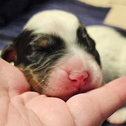 Boy 2 - Tri Male - Full Mask and Spot on Back - Blue belton and tan (tri-color) male English Setter puppy in Boise, Idaho from English Setters of the Eyrie