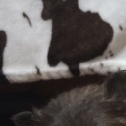 Pomeranians from Renee's Pomeranians