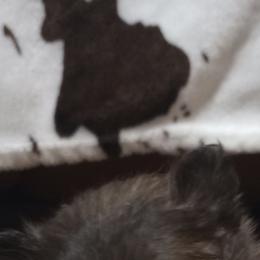 Pomeranians from Renee's Pomeranians