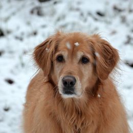 Golden Retrievers from Elk Haven Farm