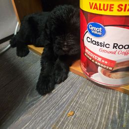 Yellow Boy - Black male Giant Schnauzer puppy in Moberly, Missouri from Tseekhah (Complete Darkness) Kennel