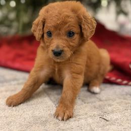 Black Collar - Red  male Goldendoodle puppy in Meridian, Mississippi from Magnolia Poodles and Doodles