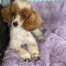 Fiddle - Poodle